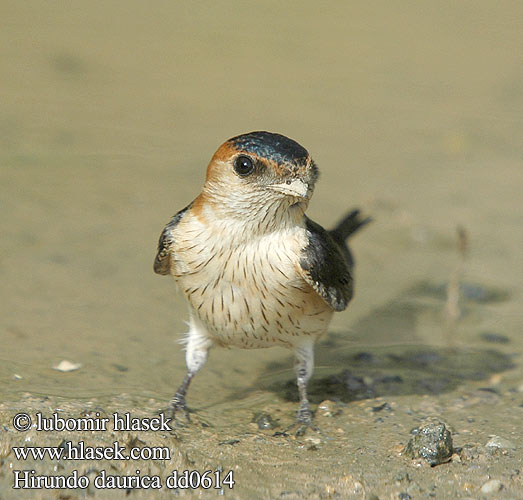 Hirundo daurica dd0614