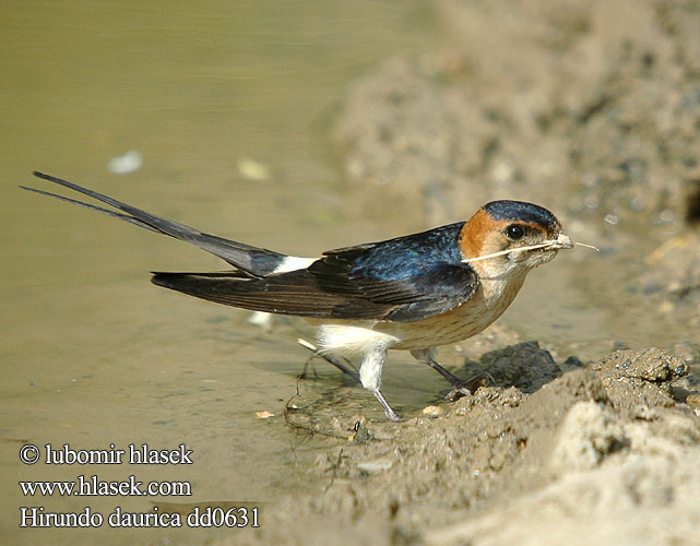 Hirundo daurica dd0631