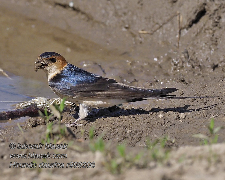 Golondrina Dáurica Vlaštovka skalní Rødrygget Svale Hirundo daurica