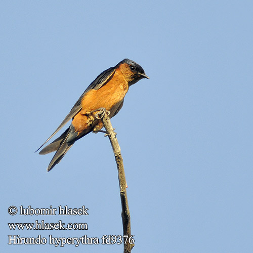 Hirundo hyperythra Cecropis daurica Ceylon Swallow Sri Lanka Hirondelle Sri Lanka Jaskólka cejlonska Lastovička cejlónska