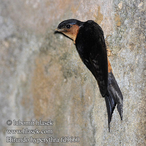 Hirondelle Sri Lanka Jaskólka cejlonska Lastovička cejlónska Hirundo hyperythra Cecropis daurica Ceylon Swallow Sri Lanka