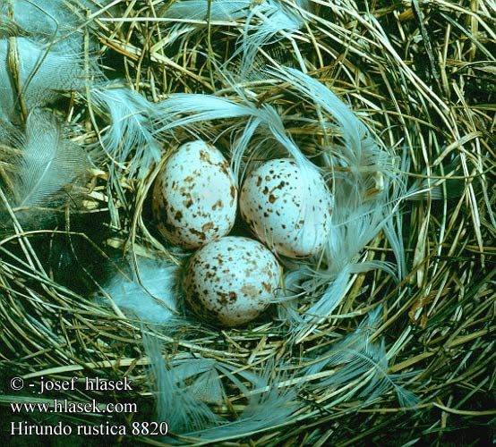 Hirundo rustica Swallow Landsvale Haarapääsky Hirondelle rustique Boerenzwaluw Rondine Füsti fecske füstifecske Rauchschwalbe Dymówka Lastovička domová obyčajná Vlaštovka obecná Golondrina común Ladusvala Låvesvale 家燕 Деревенская ласточка ツバメ الخطاف 제비 Χελιδόνι Andorinha-das-chaminés Сільска ластівка Europese Swael Kır kırlangıcı סנונית רפתות Селската лястовица Suitsupääsuke Lastavica pokućarka Landsvala Šelmeninė kregždė