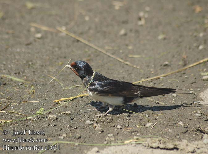 Hirundo rustica a1031