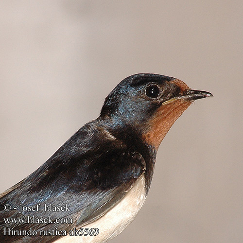 Hirundo rustica ab5569