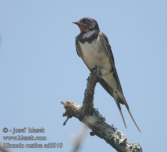 Hirundo rustica ad5919