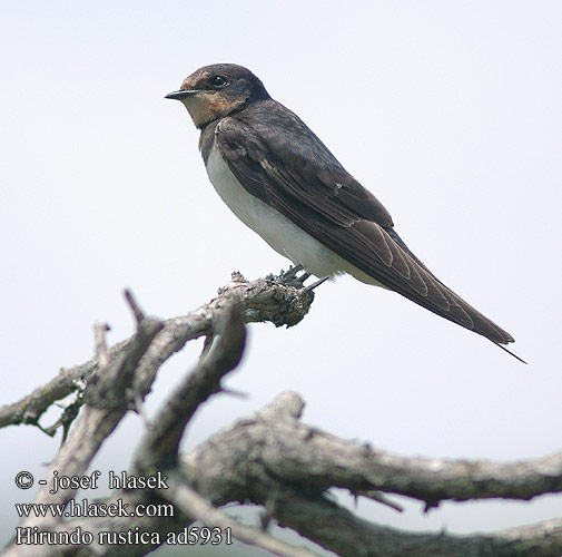 Hirundo rustica ad5931