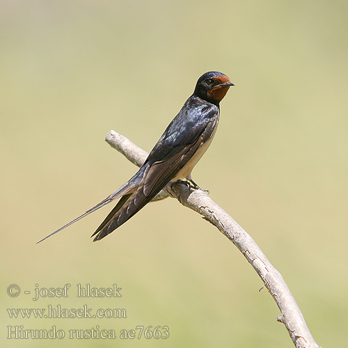 Hirundo rustica ae7663