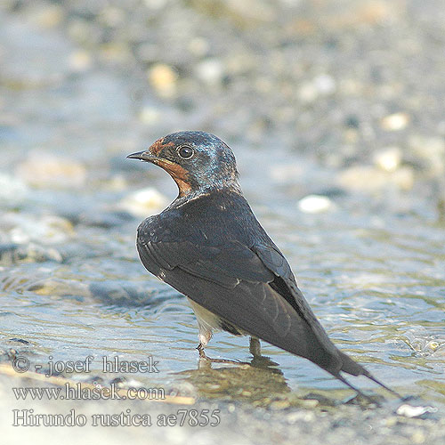 Hirundo rustica ae7855