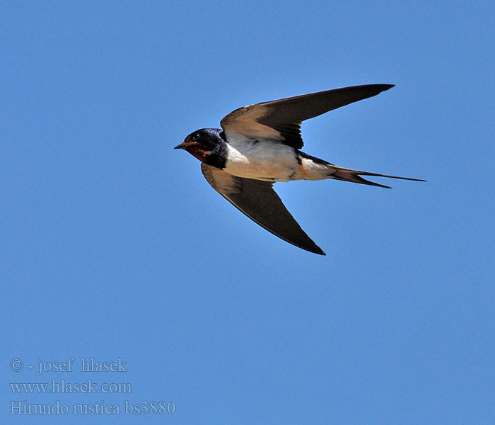 Hirundo rustica Vlaštovka obecná