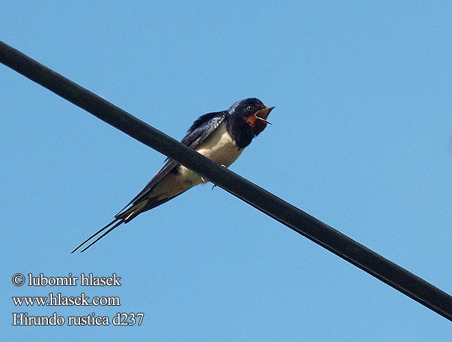 Hirundo rustica d237