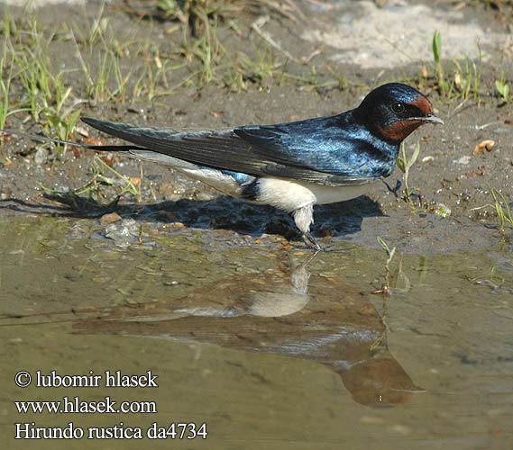 Hirundo rustica da4734