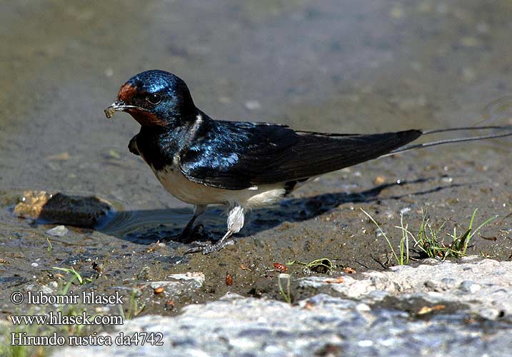 Hirundo rustica da4742