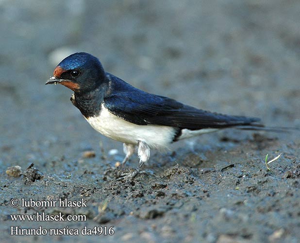 Hirundo rustica da4916