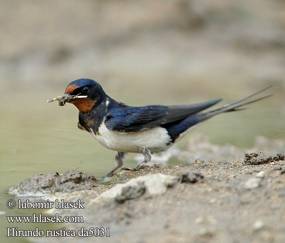 Hirundo rustica da5031