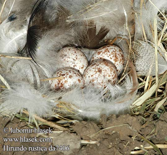 Hirundo rustica da7406