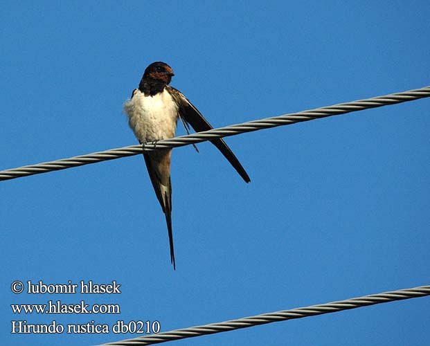 Golondrina común Ladusvala Låvesvale 家燕 Деревенская ласточка ツバメ الخطاف 제비 Χελιδόνι Andorinha-das-chaminés Сільска ластівка Europese Swael Kır kırlangıcı סנונית רפתות Селската лястовица Suitsupääsuke Lastavica pokućarka Landsvala Šelmeninė kregždė Hirundo rustica Swallow Landsvale Haarapääsky Hirondelle rustique Boerenzwaluw Rondine Füsti fecske füstifecske Rauchschwalbe Dymówka Lastovička domová obyčajná Vlaštovka obecná