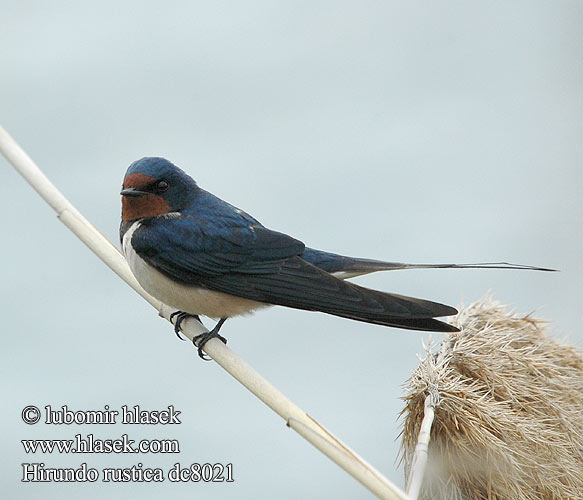 Hirundo rustica dc8021