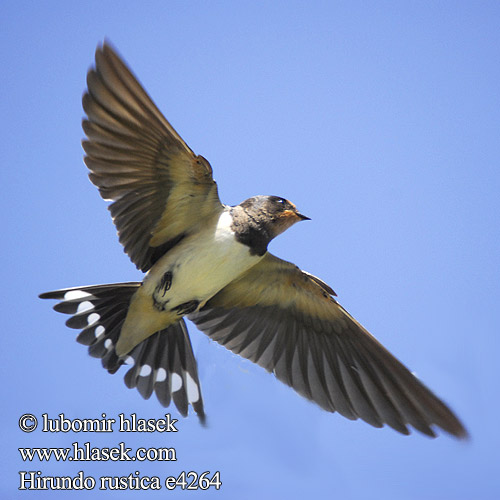 Hirundo rustica e4264a