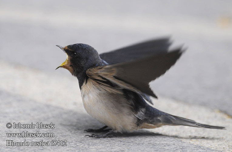 Hirundo rustica f5412