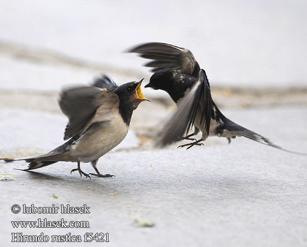 Селската лястовица Suitsupääsuke Lastavica pokućarka Landsvala Šelmeninė kregždė Hirundo rustica Swallow Landsvale Haarapääsky Hirondelle rustique Boerenzwaluw Rondine Füsti fecske füstifecske Rauchschwalbe Dymówka Lastovička domová obyčajná Vlaštovka obecná Golondrina común Ladusvala Låvesvale 家燕 Деревенская ласточка ツバメ الخطاف 제비 Χελιδόνι Andorinha-das-chaminés Сільска ластівка Europese Swael Kır kırlangıcı סנונית רפתות