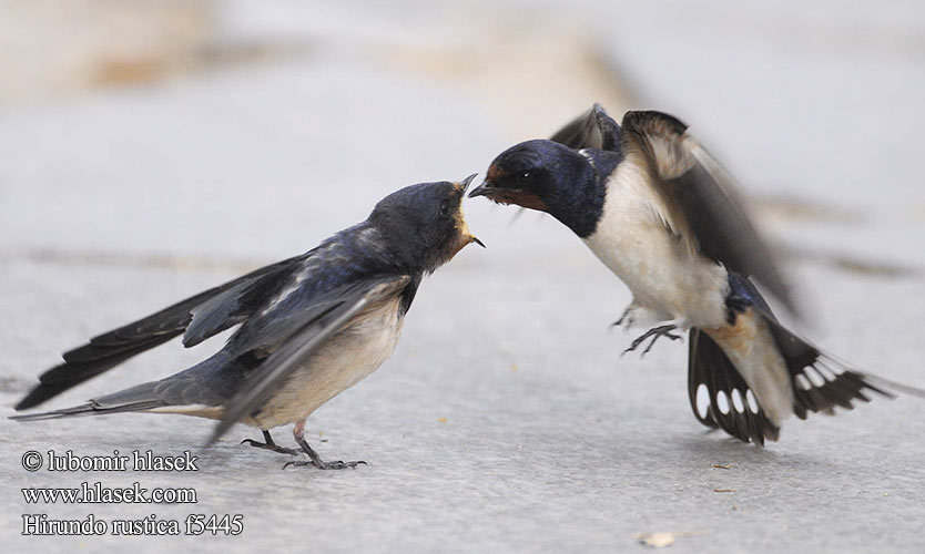 Hirundo rustica f5445