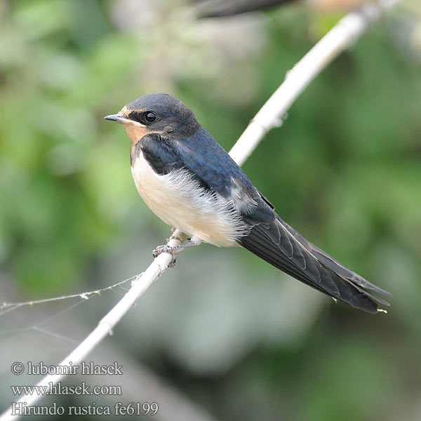 Golondrina común Ladusvala Låvesvale 家燕