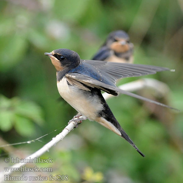 Hirundo rustica fe6208