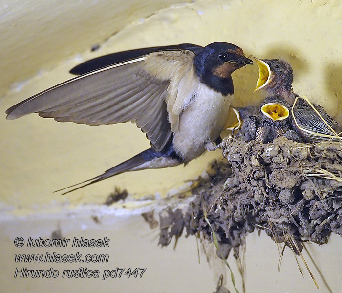 Vlaštovka obecná Hirundo rustica