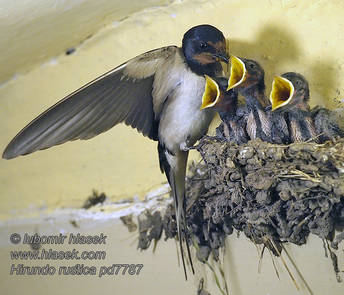 Vlaštovka obecná Hirundo rustica