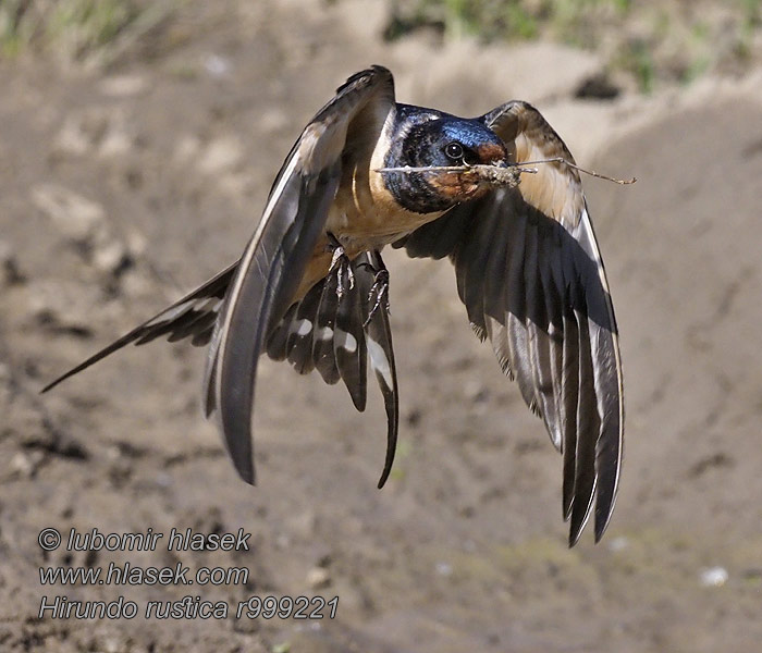 Vlaštovka obecná Hirundo rustica