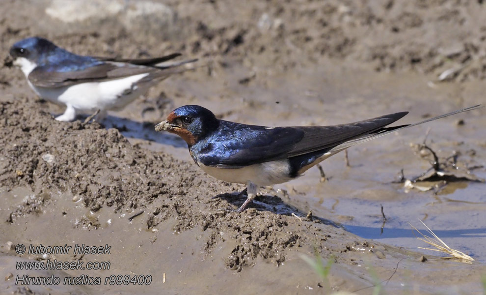 Vlaštovka obecná Hirundo rustica