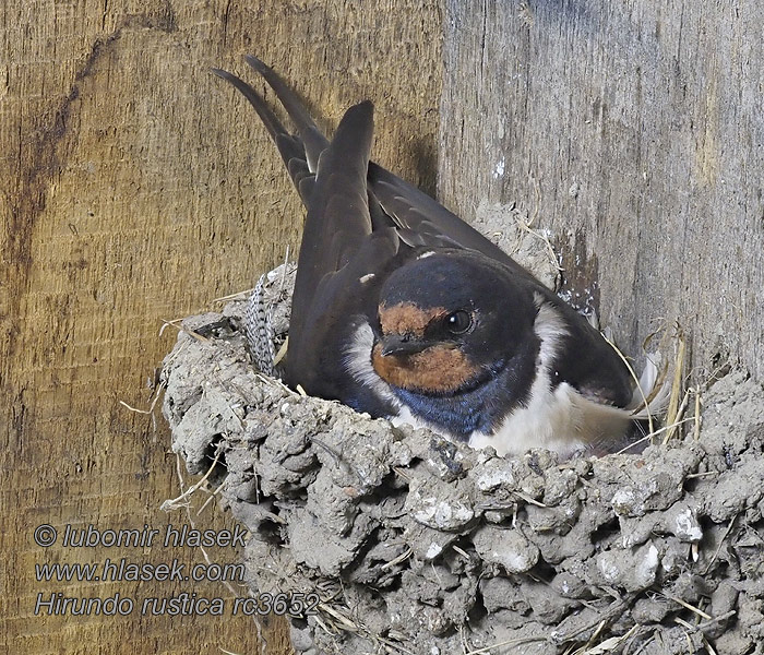 Vlaštovka obecná Hirundo rustica