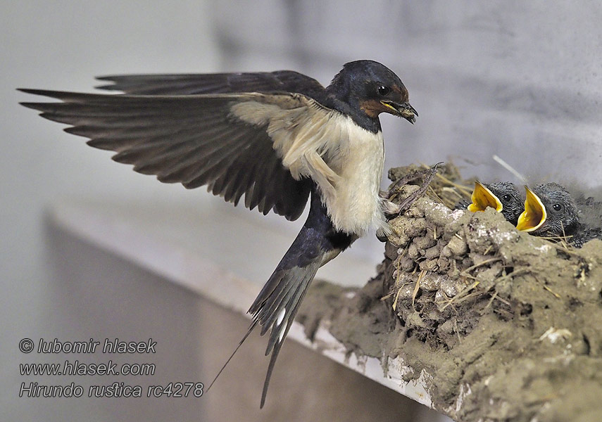 Vlaštovka obecná Hirundo rustica