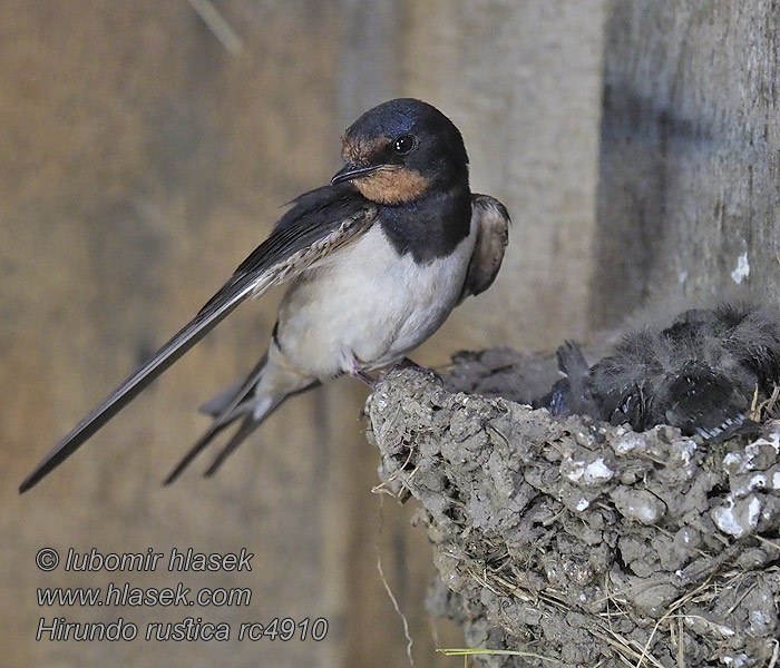 Vlaštovka obecná Hirundo rustica