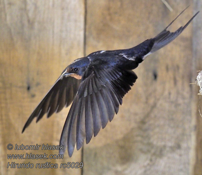 Vlaštovka obecná Hirundo rustica