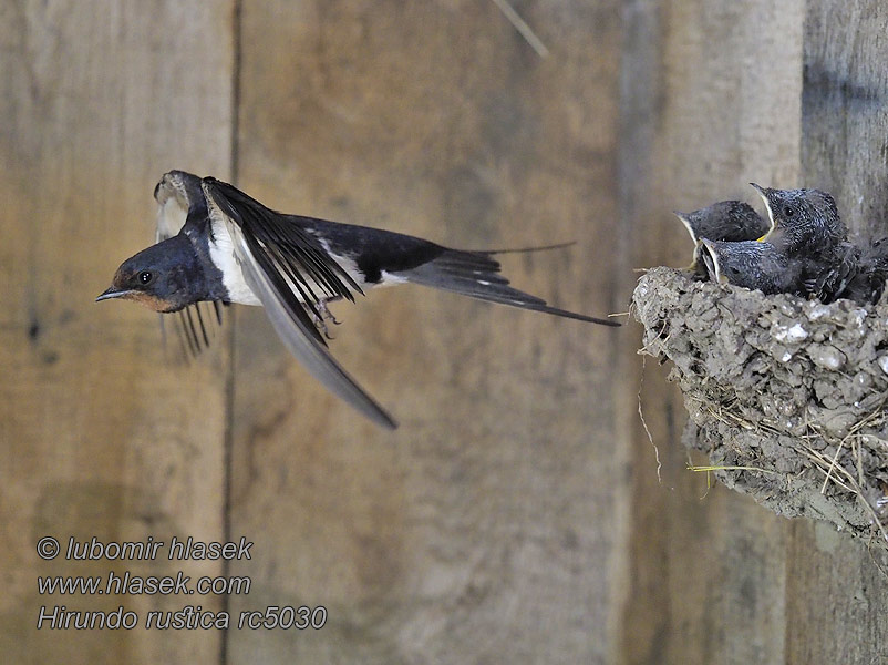 Vlaštovka obecná Hirundo rustica