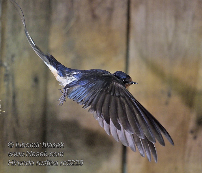 Vlaštovka obecná Hirundo rustica