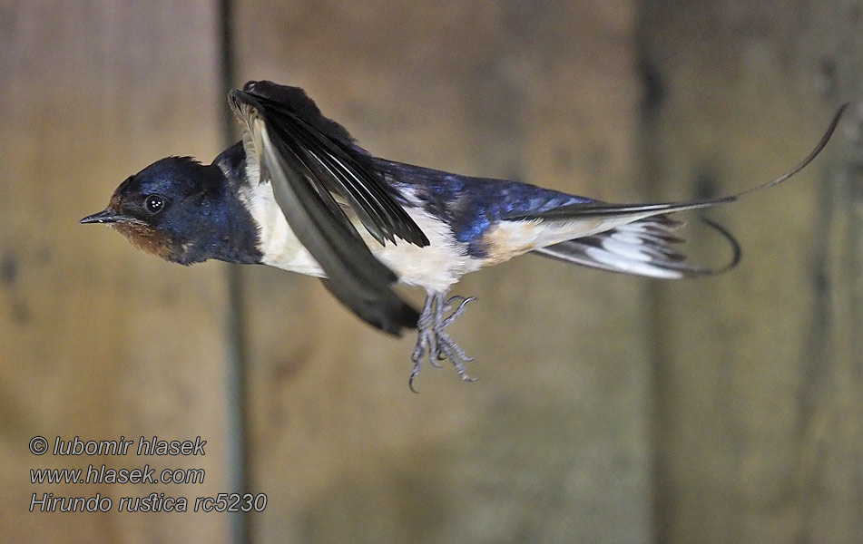 Vlaštovka obecná Hirundo rustica