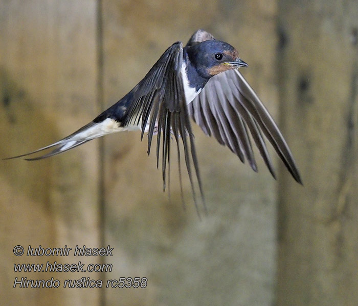 Vlaštovka obecná Hirundo rustica