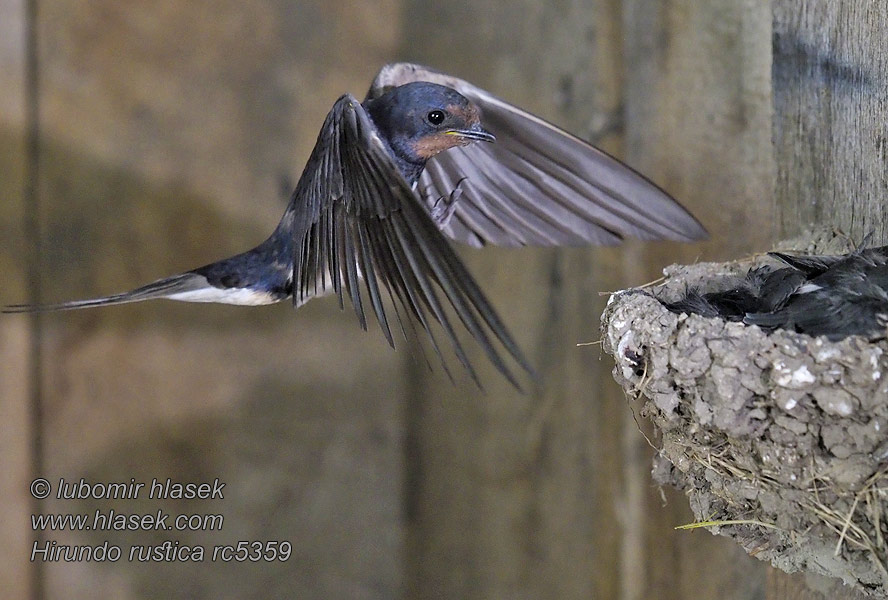 Vlaštovka obecná Hirundo rustica