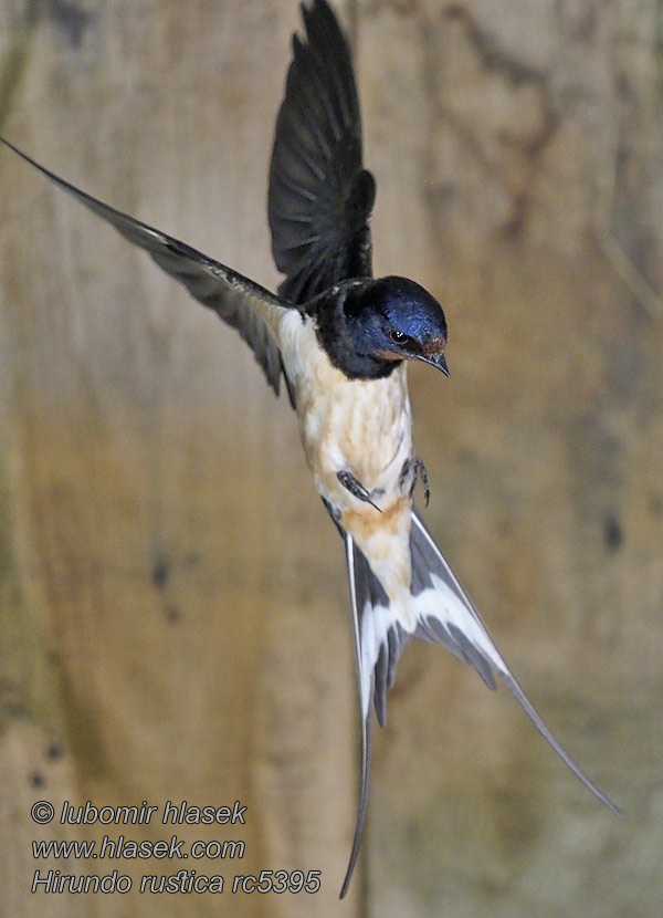 Vlaštovka obecná Hirundo rustica