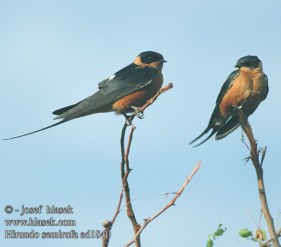 Hirundo semirufa Cecropis Rufous-chested Redbreasted