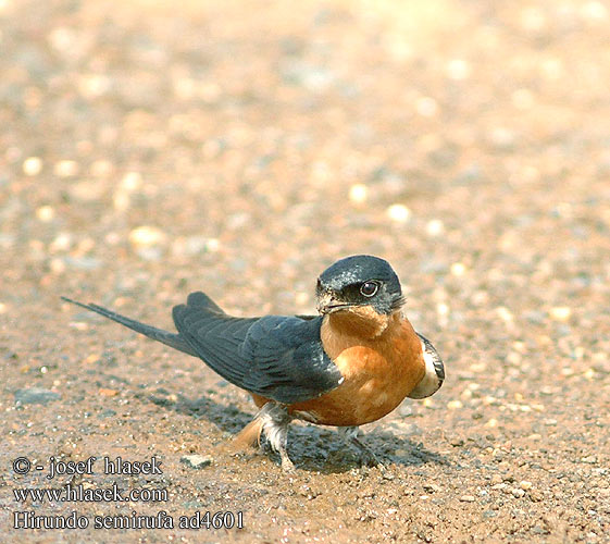 Hirundo semirufa ad4601