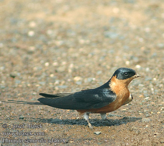 Hirundo semirufa ad4638