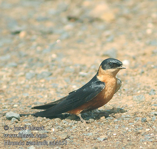 Hirundo semirufa ad4651