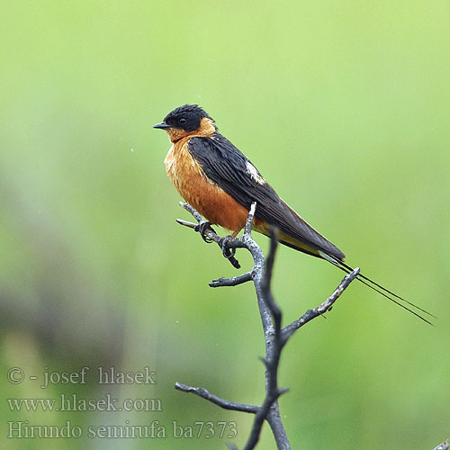 Hirundo semirufa ba7373