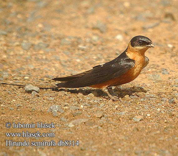 Hirundo semirufa db8314