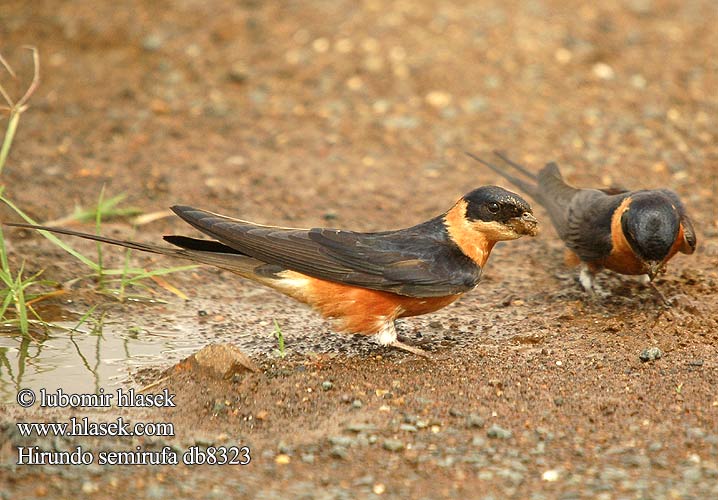 Cecropis semirufa Hirundo Rufous-chested Redbreasted Red-breasted Swallow
