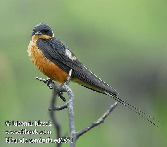 Hirundo semirufa ed6851