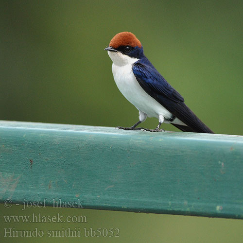 Hirundo smithii Wire-tailed Swallow Vlaštovka dlouhoocasá